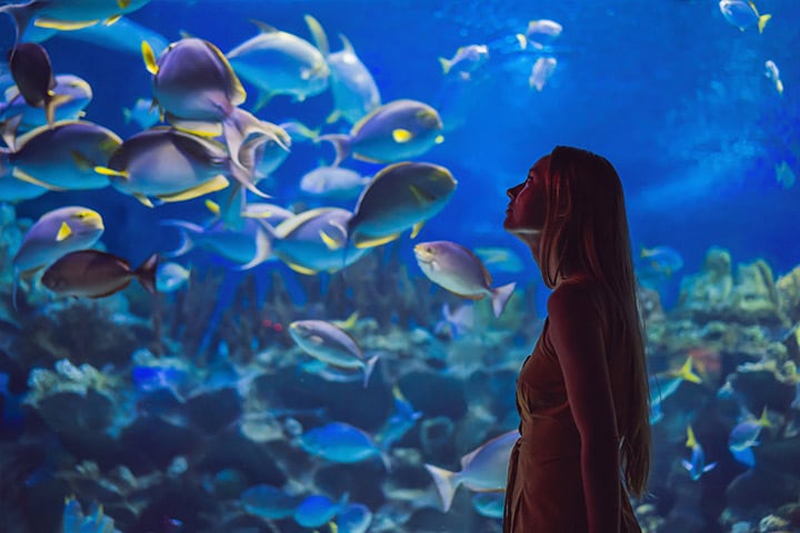 Things To Do Ripley's Aquarium